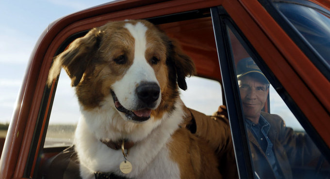 Рецензія на фільм «Подорож хорошого пса» - Нові життя пса Бейлі