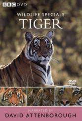 BBC: Тигр