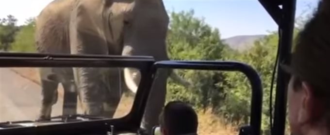 Встреча со слоном в Южной Африке