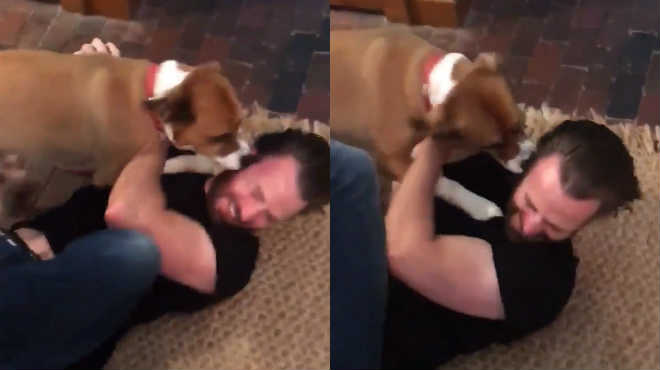 Кріс Еванс возз'єднується зі своїм псом Доджером після 10 тижнів розлуки