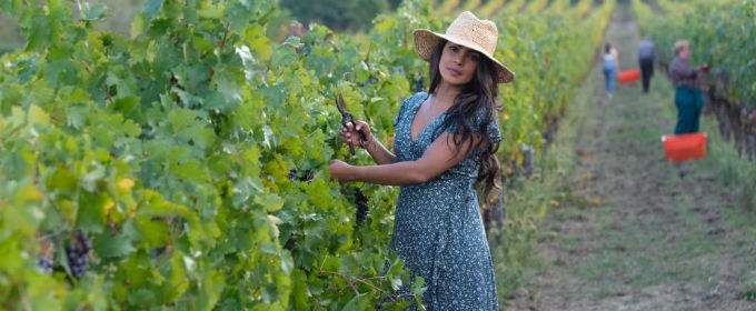 Приянка Чопра на съемках в итальянском винограднике (3 сезон)