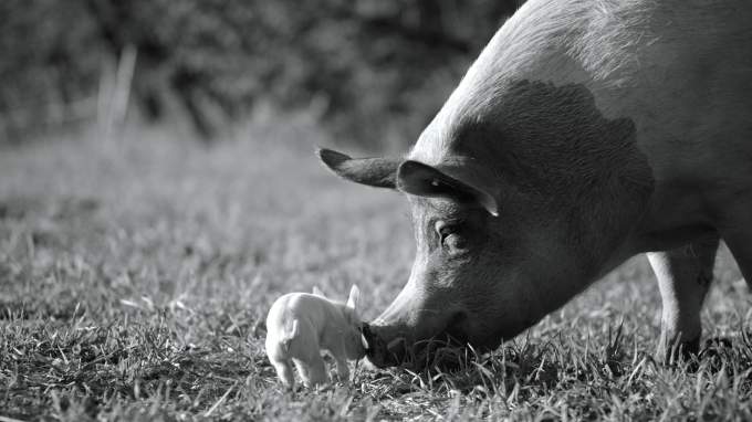 Спродюсований Хоакіном Феніксом документальний фільм про життя свині «Гунда» вийде в український прокат у вересні