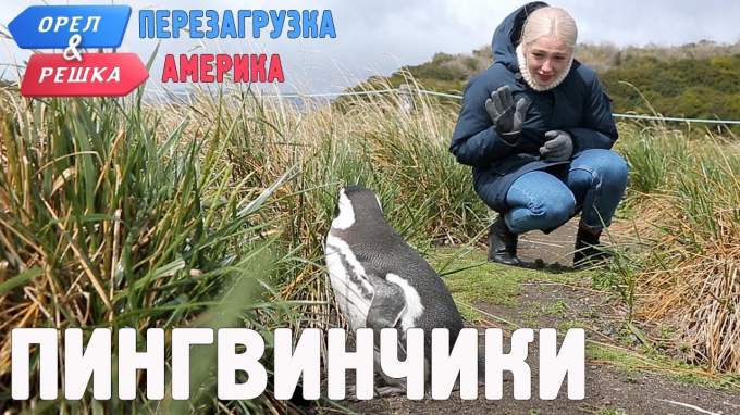 Фрагмент Пінгвіни Ушуайі. Америка (російський)
