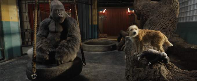 ТВ-ролик «Необычная горилла»